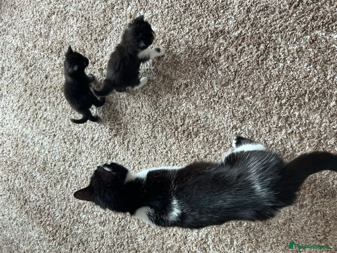 Domestic Shorthair cats for sale: 2 female kittens looking for there forever home - Advert 7