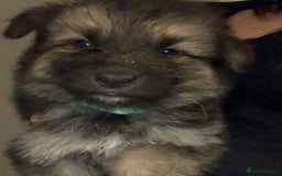 German Shepherd dogs for sale: Stunning litter of German shepherds  - Image 23