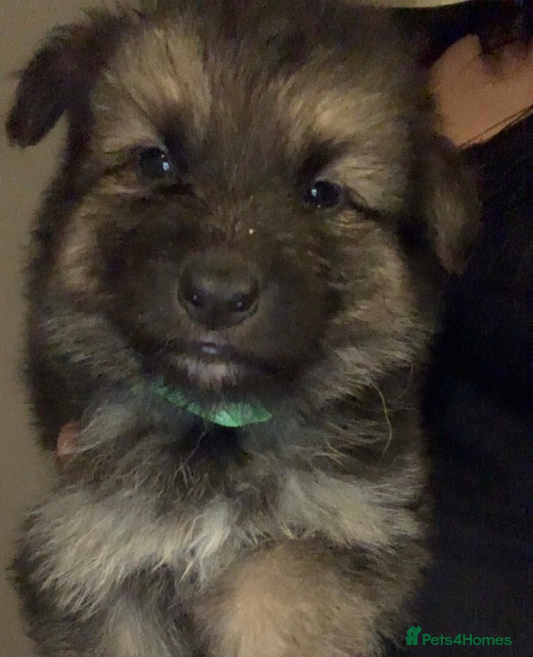 German Shepherd dogs for sale: Stunning litter of German shepherds  - Image 23