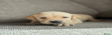 Goldador Puppy 1