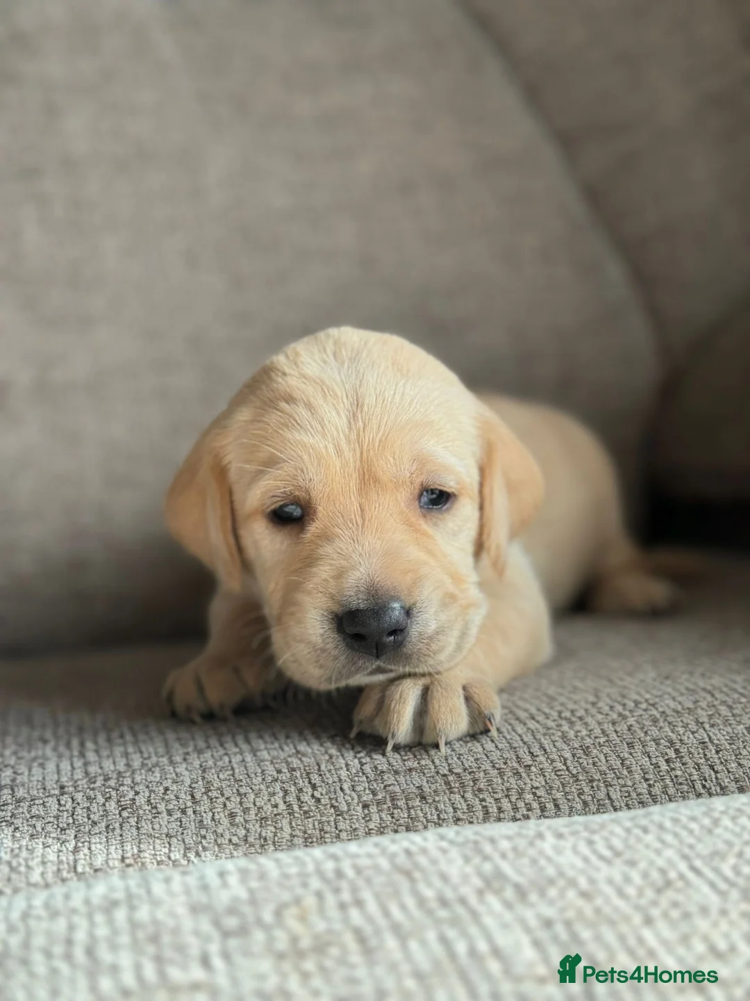 Goldador dogs for sale: Beautiful outstanding golden retriever x labs in Goole - Advert 17