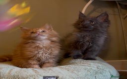 Maine Coon cats for sale: Pedigree Maine coon kittens READY NOW - Image 12