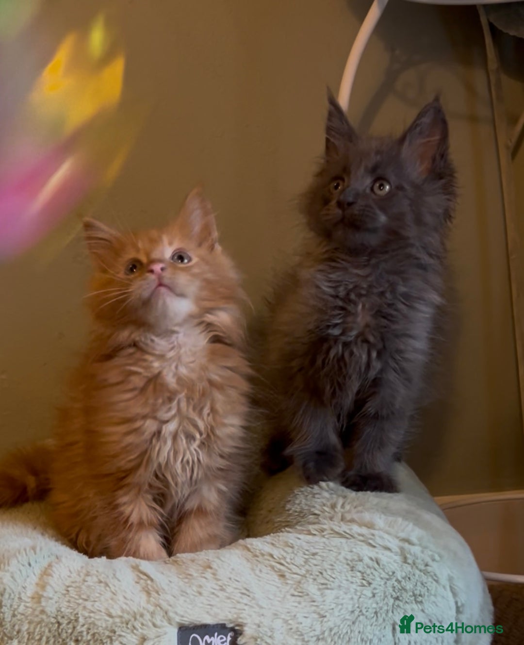 Maine Coon cats for sale: Pedigree Maine coon kittens READY NOW - Image 12