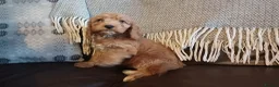 Cockapoo dogs for sale: Cockapoo puppies for sale - Advert 32