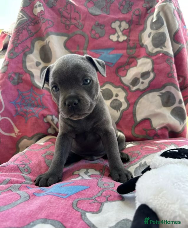 Staffordshire Bull Terrier dogs Our little rainbow litter has arrived! with joy/ki - Advert 7