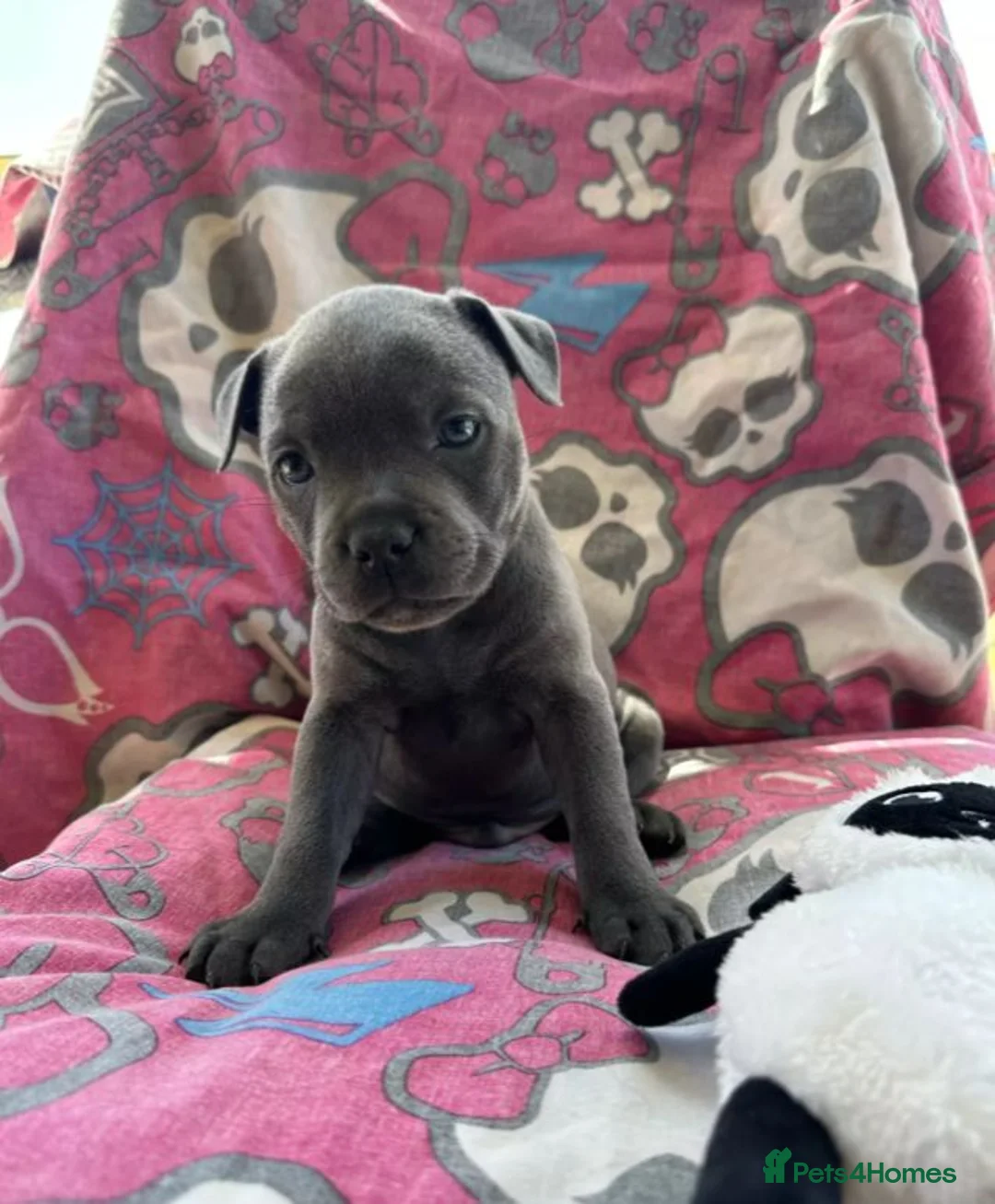 Staffordshire Bull Terrier dogs for sale: Our little rainbow litter has arrived! with joy/ki in Aylesbury - Advert 1