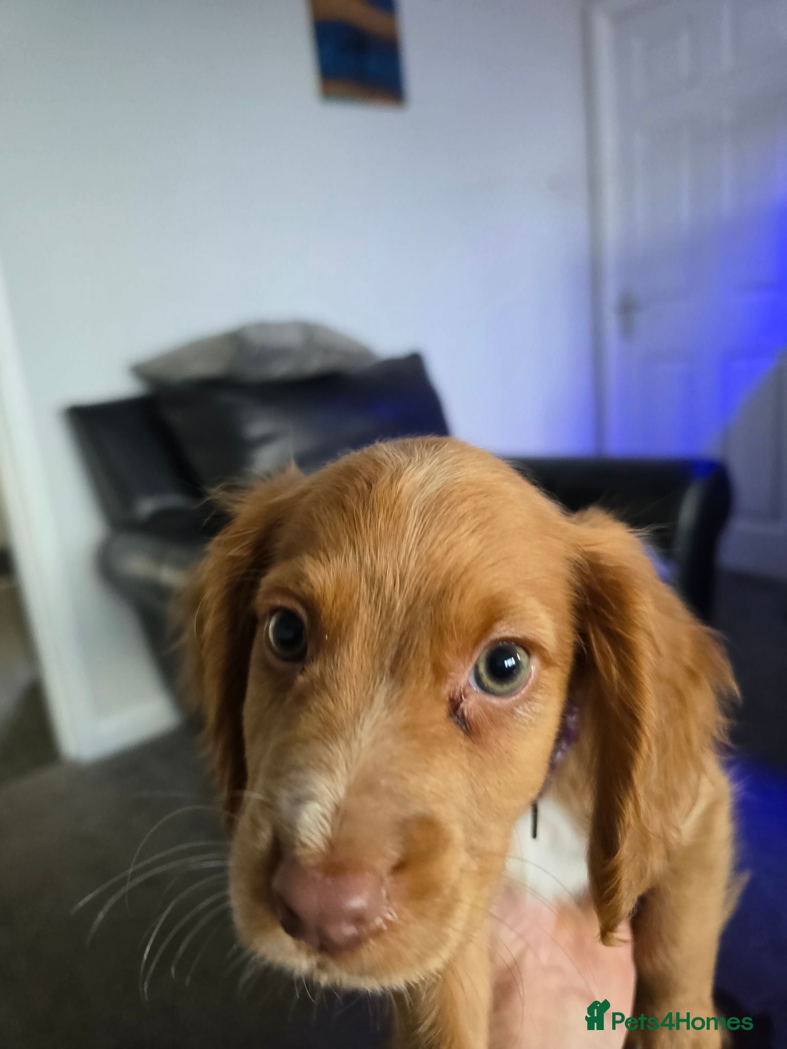 Cocker Spaniel dogs Stunning fox red working cockers - Advert 2