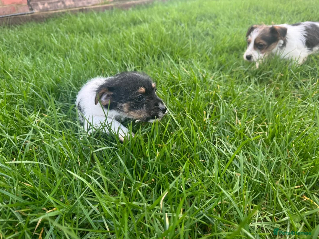 Jack Russell dogs for sale: 3 male tricolour long haired jackrussel puppies  - Advert 16
