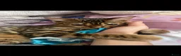 Bengal cats for sale: Pure bengal boy - Advert 14