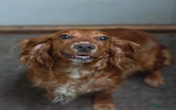 Cocker Spaniel dogs for sale: Adorable Cocker Spaniel puppies - Image 4