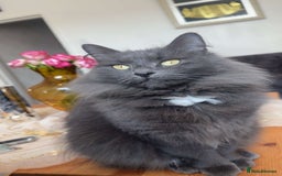 Nebelung cats for sale: Loved cat for sale  - Image 2