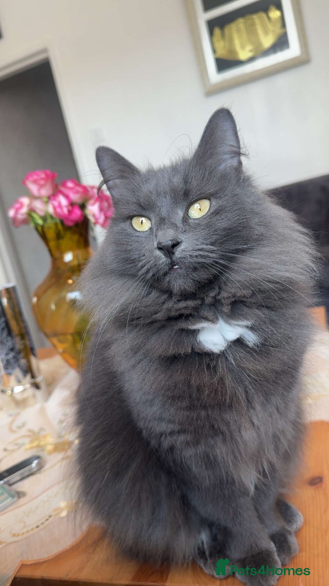 Nebelung cats for sale: Loved cat for sale  - Image 2