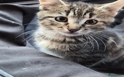 Mixed Breed cats for sale: Grey tabby kittens - Image 1