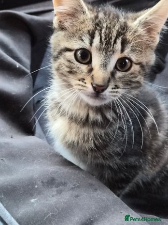 Mixed Breed cats - Advert 1