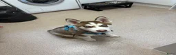 Siberian Husky dogs for sale: Buddy the Siberian huskey  - Advert 2