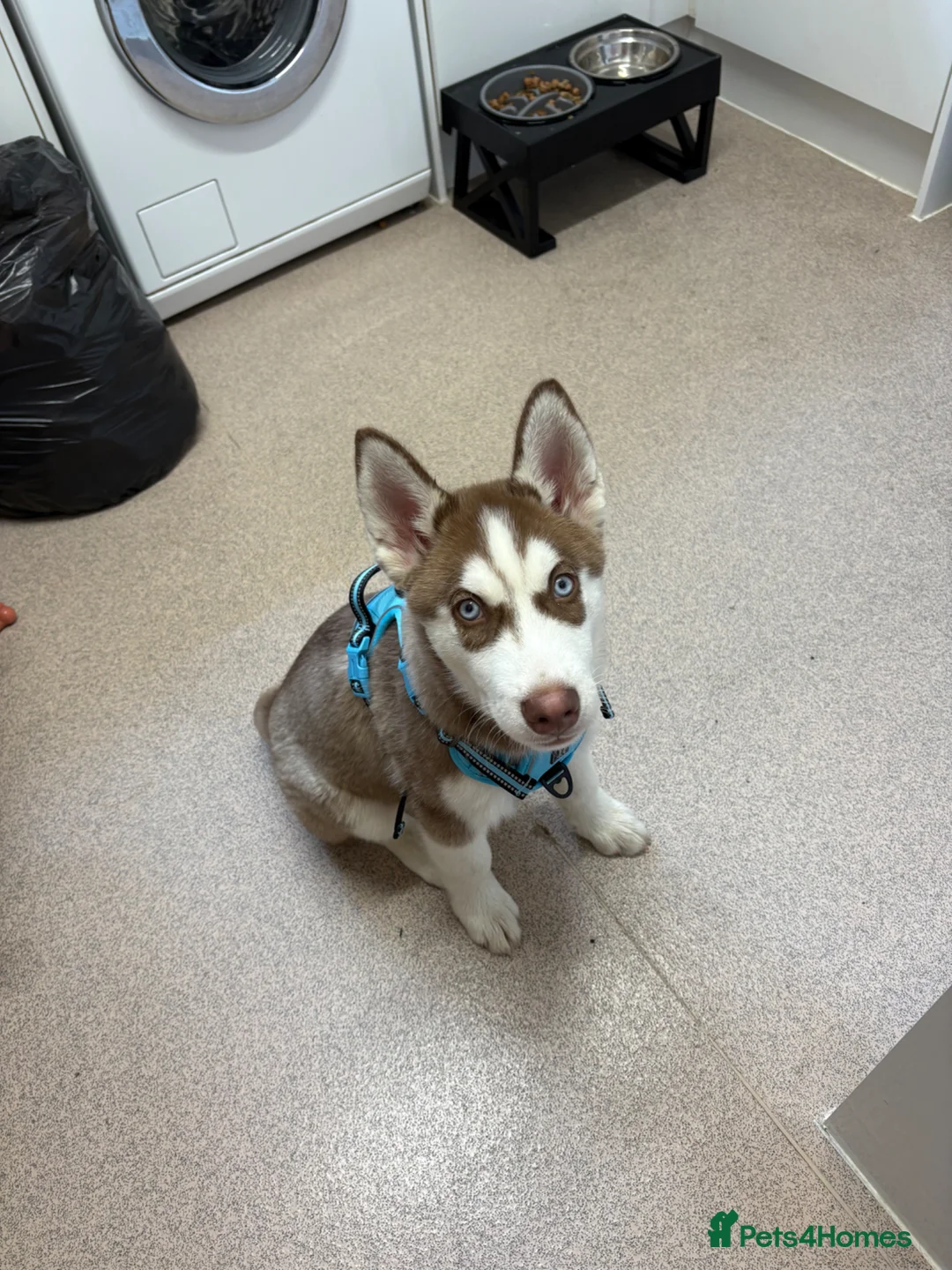Siberian Husky dogs for sale: Buddy the Siberian huskey  - Advert 2