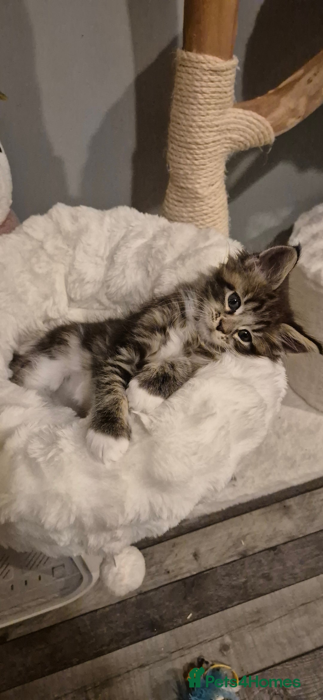 Maine Coon cats for sale: GCCF registered Pedigree Maine Coon Kittens - Advert 10