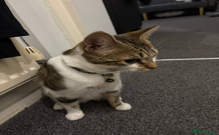 Domestic Shorthair cats - Advert 3