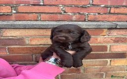 Cocker Spaniel dogs for sale: 3 male cocker spaniel pups  - Image 6