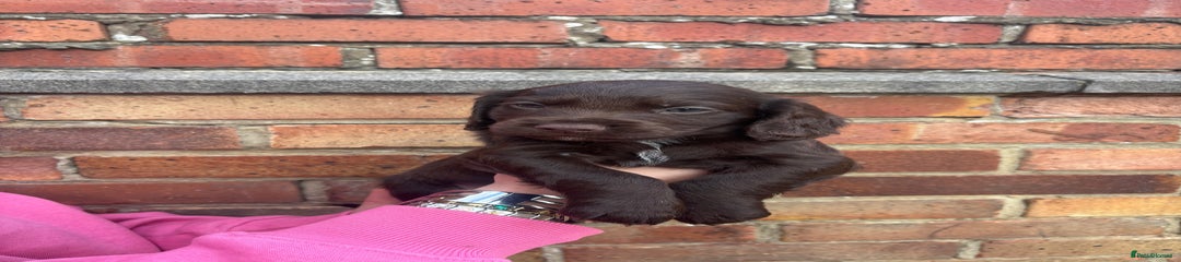 Cocker Spaniel Puppy 1