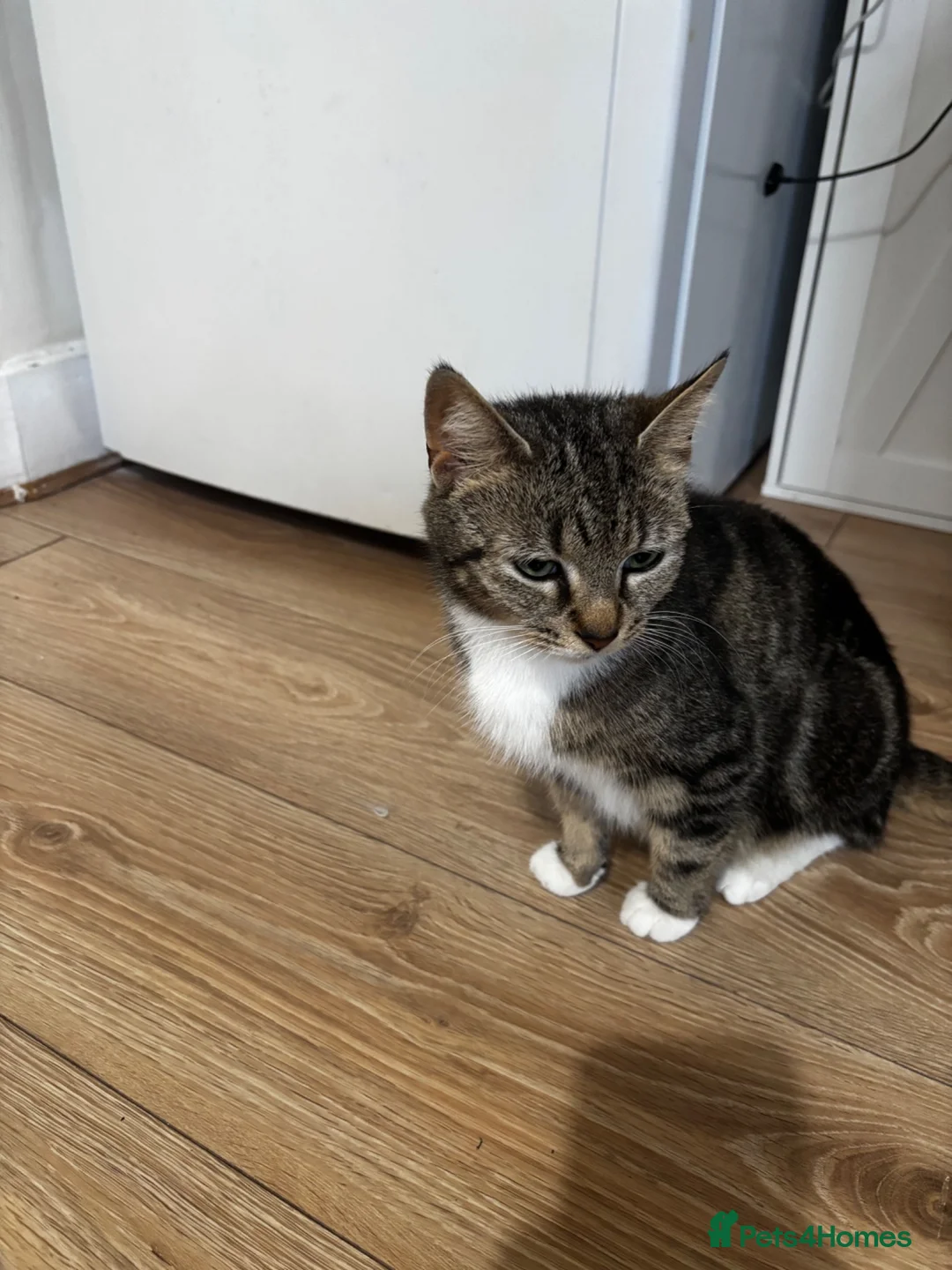 Mixed Breed cats for sale: 3 Gorgeous kittens black and white.  - Advert 1