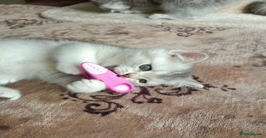 British Shorthair cats - Advert 8