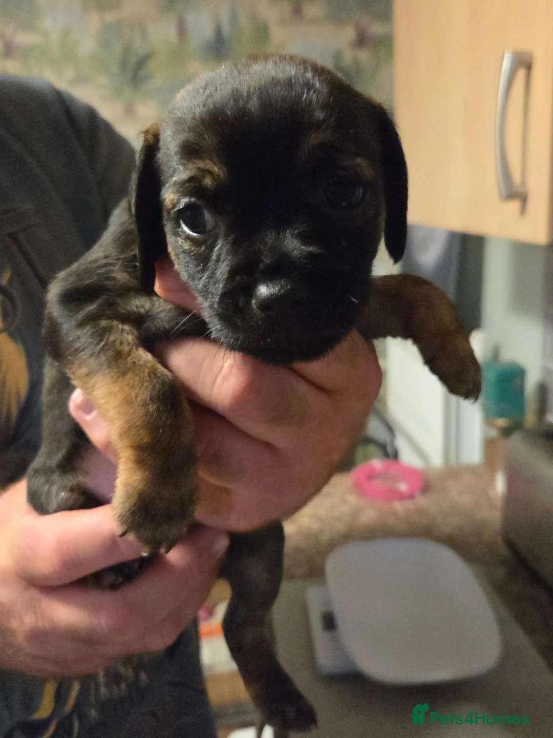 Border Terrier dogs for sale: Border terriers for sale  - Advert 6