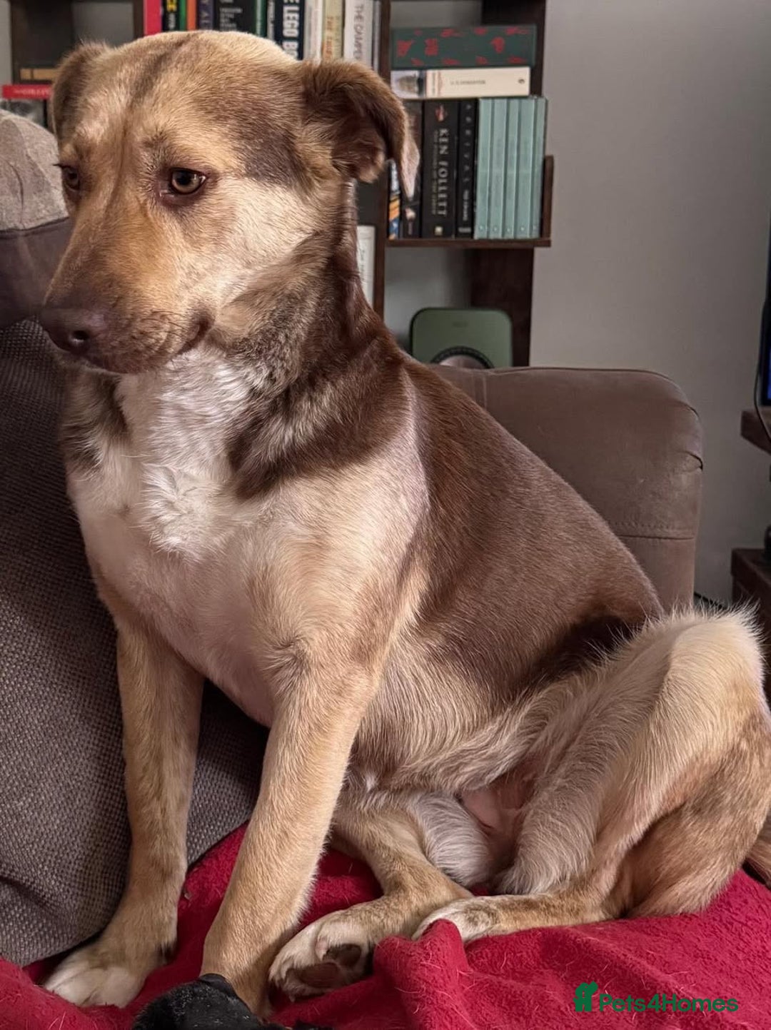 Mixed Breed dogs for adoption: ABI - Gorgeous Girl - Image 2