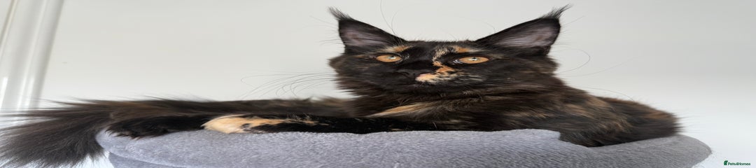Maine Coon Kitten 2