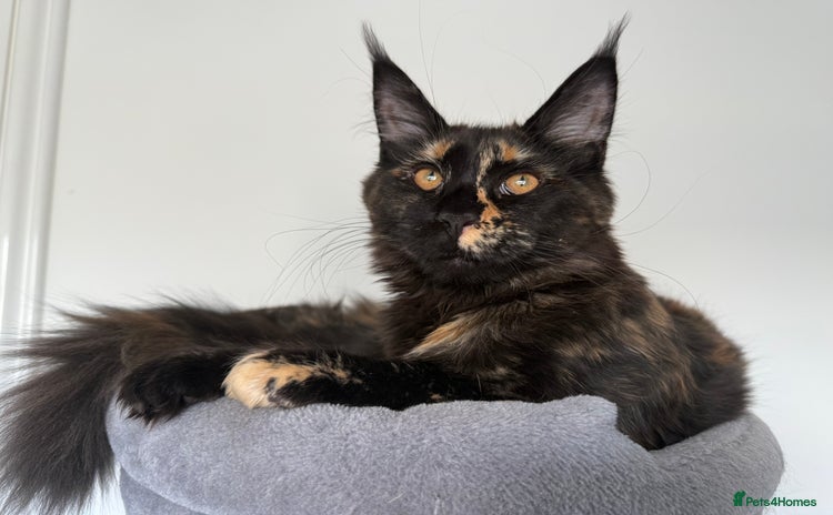 Maine Coon cats in Paisley - Advert 11