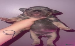 French Bulldog dogs for sale: French Bulldog Puppies  - Image 19