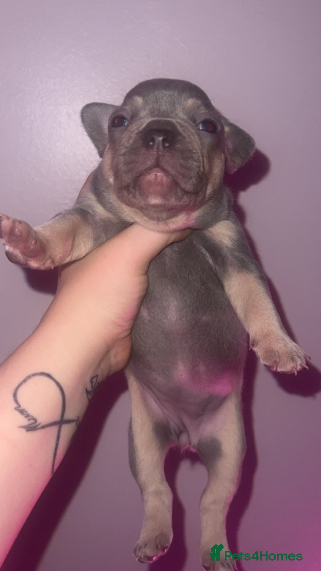 French Bulldog dogs for sale: French Bulldog Puppies  - Image 19