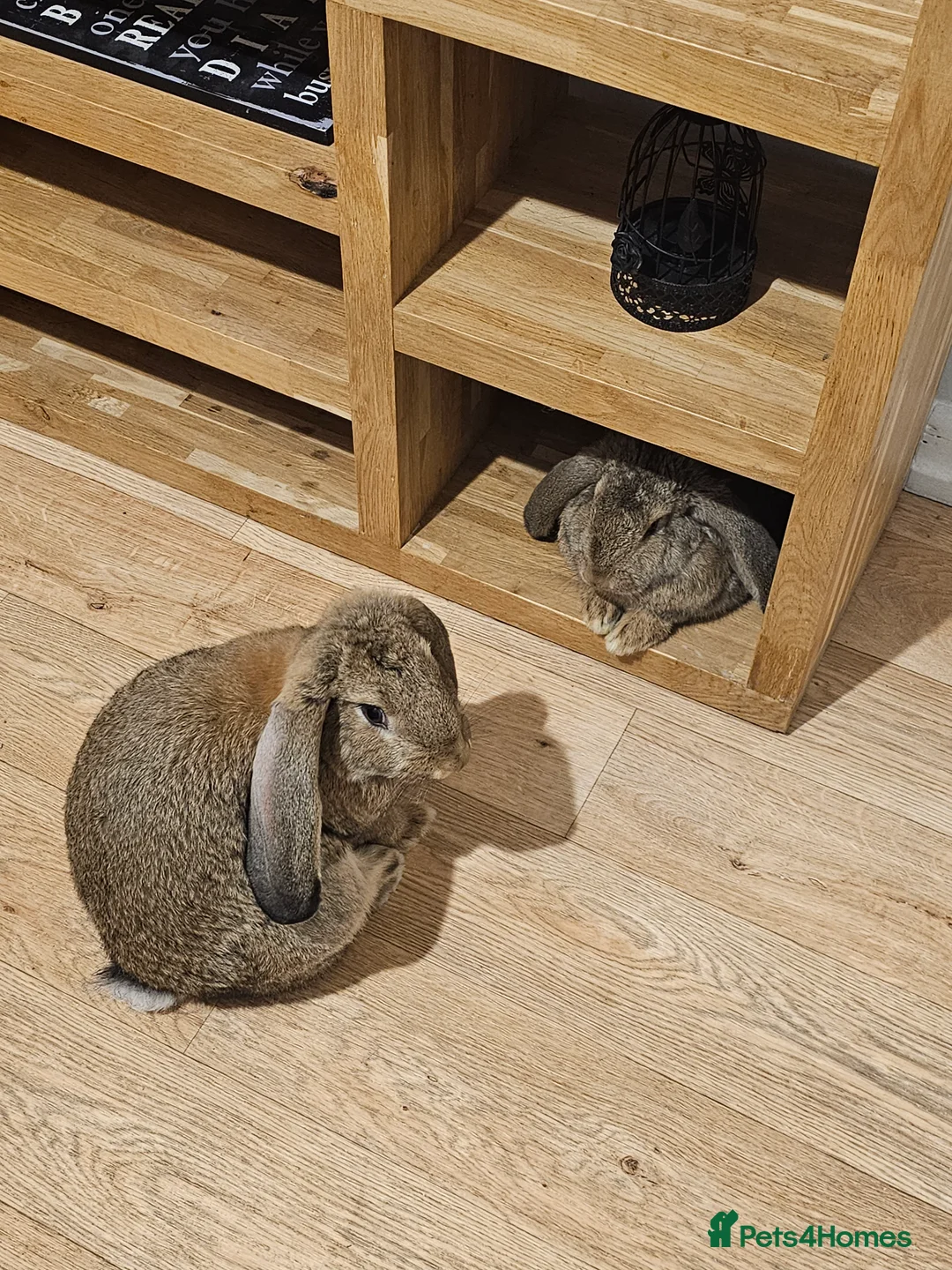 Continental Giant rabbits for sale: Two continental giants  - Advert 12