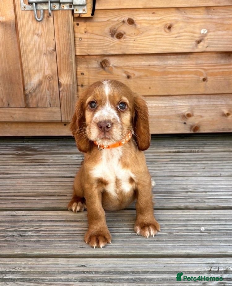 Cocker Spaniel dogs 🏡cocker spaniel puppies🏡 - Advert 1