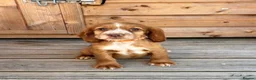 Cocker Spaniel dogs for sale: 🏡cocker spaniel puppies🏡 in Liskeard - Advert 5