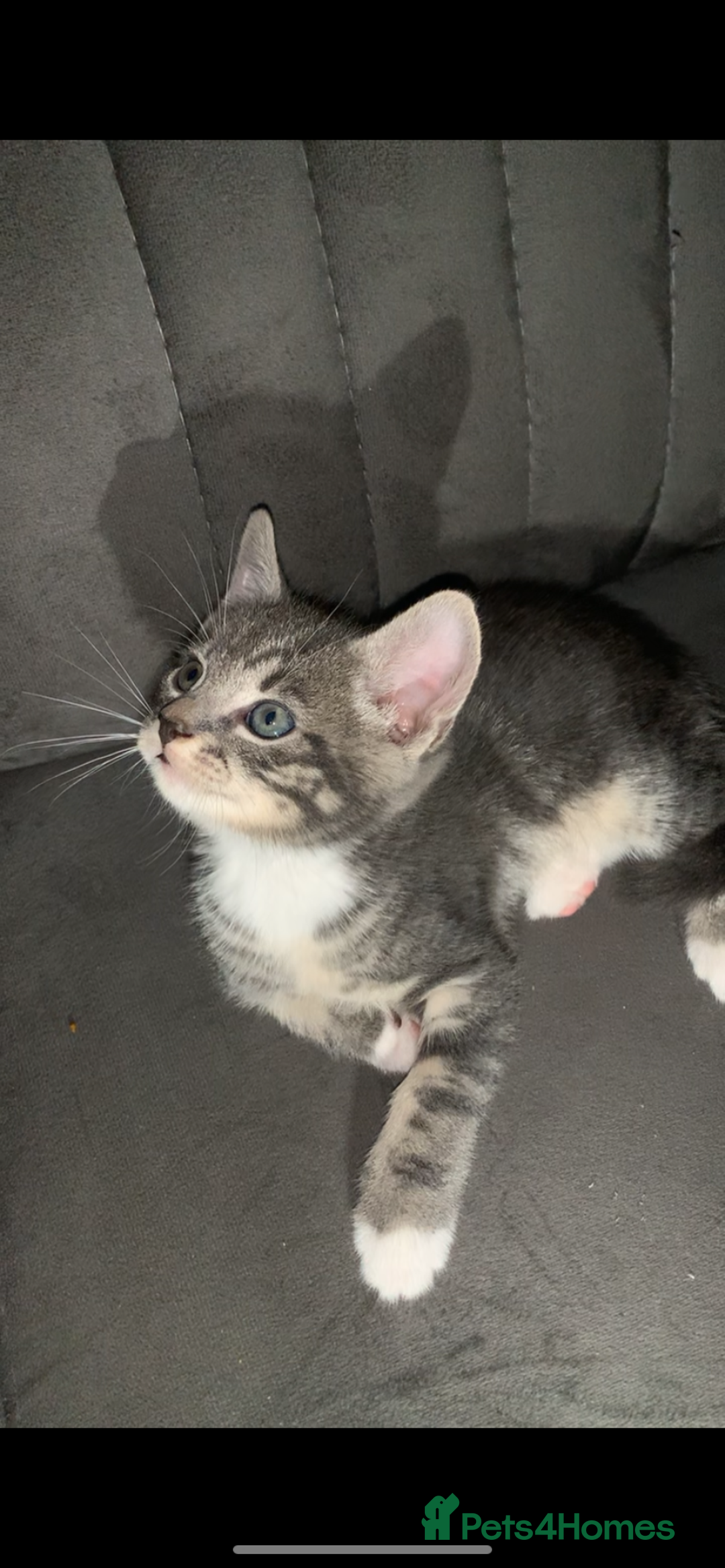 British Shorthair cats for sale: British short hair kitten  - Advert 5