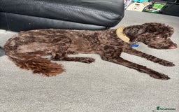 Sproodle dogs for sale: Spoodle rehome 1yr old - Image 2