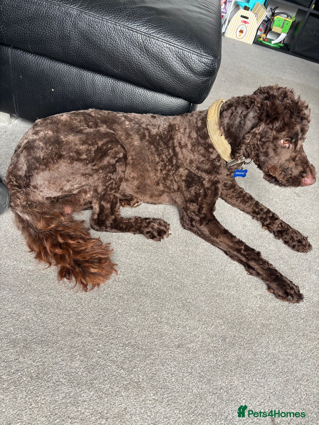 Sproodle dogs for sale: Spoodle rehome 1yr old - Image 2