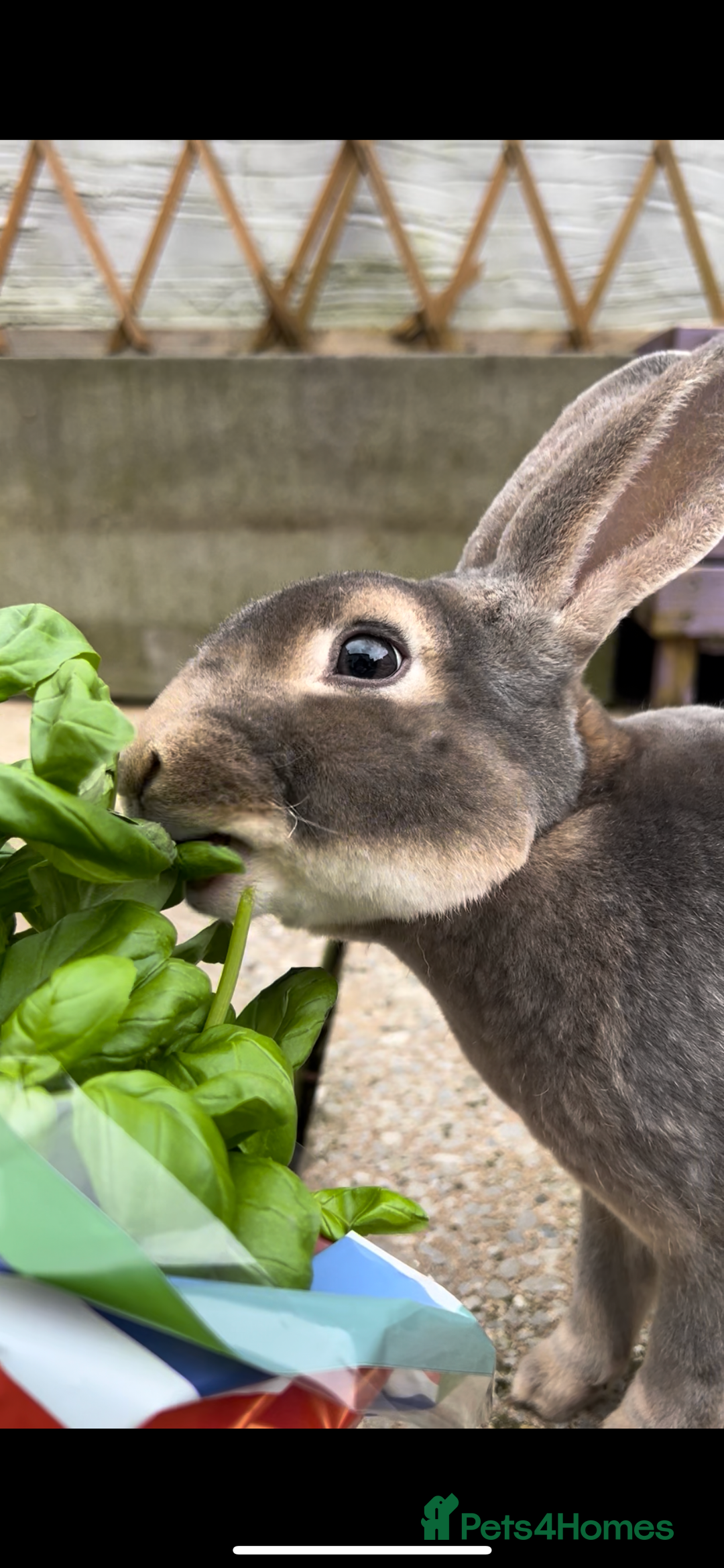 Rex rabbits for sale: 2 y/o Lavender - Image 10