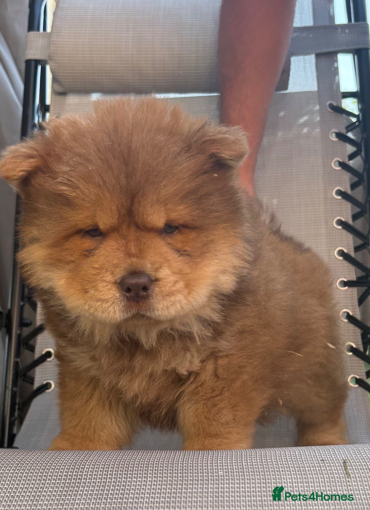 Chow Chow dogs Chow chow boy  - Advert 1