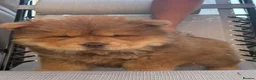 Chow Chow dogs for sale: Chow chow boy  in Slough - Advert 3