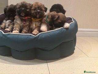 Lhasa Apso dogs Pedigree full bred Lhasa apso puppies - Advert 2