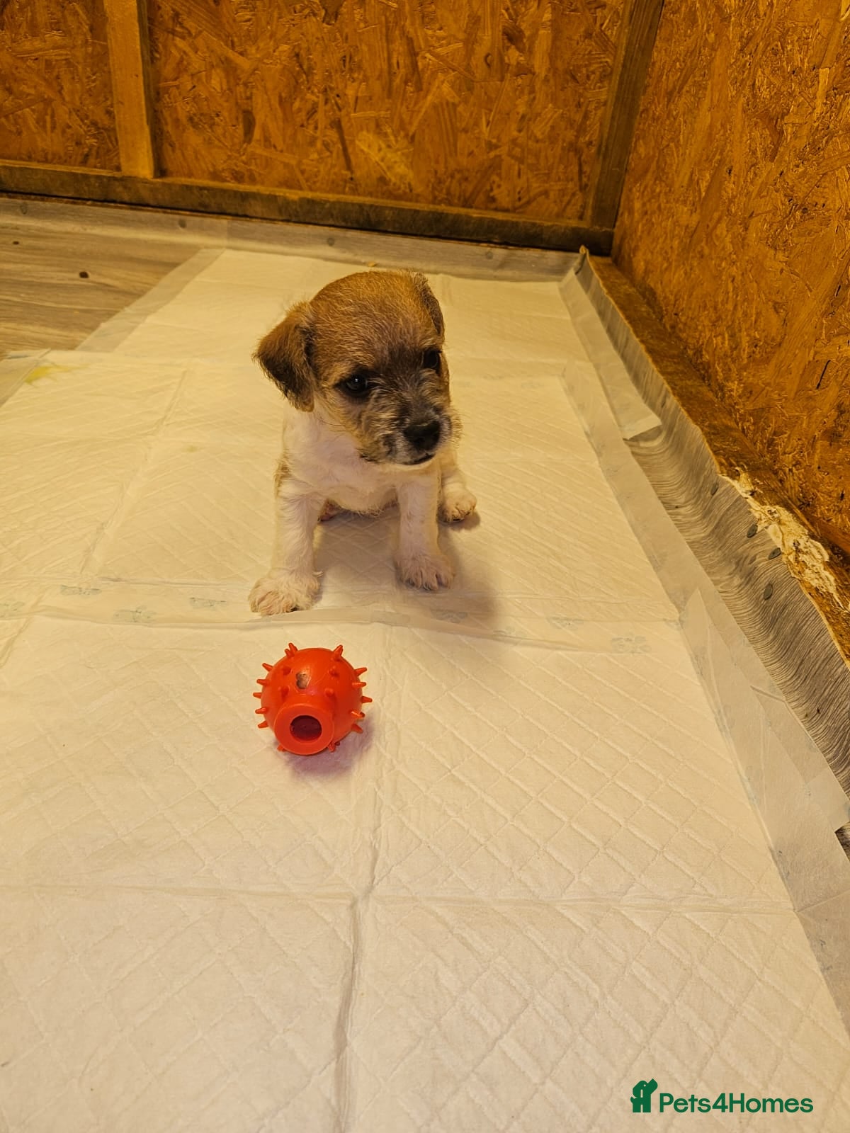 Mixed Breed dogs Boarder terrier x Jack Russell  - Advert 13