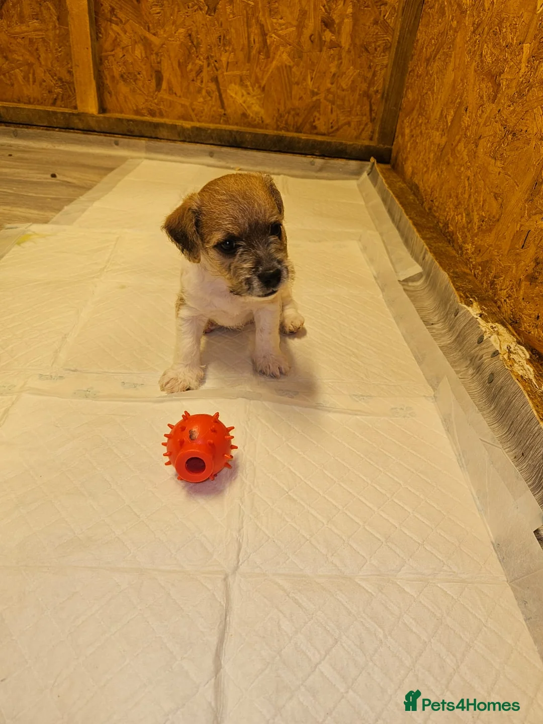Mixed Breed dogs for sale: Boarder terrier x Jack Russell  - Advert 1