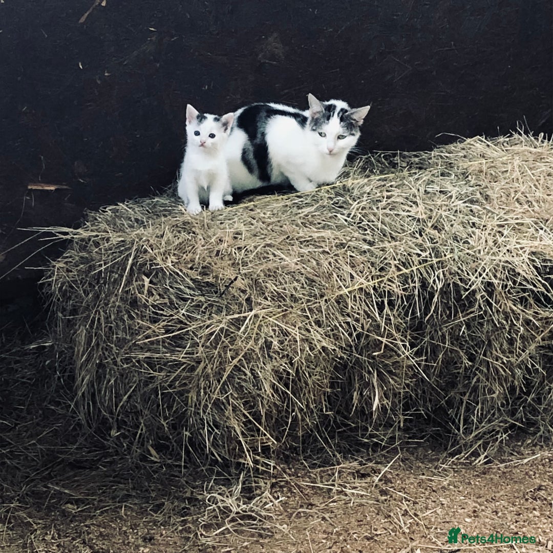Domestic Shorthair cats for sale: Lovely male kitten - Image 6