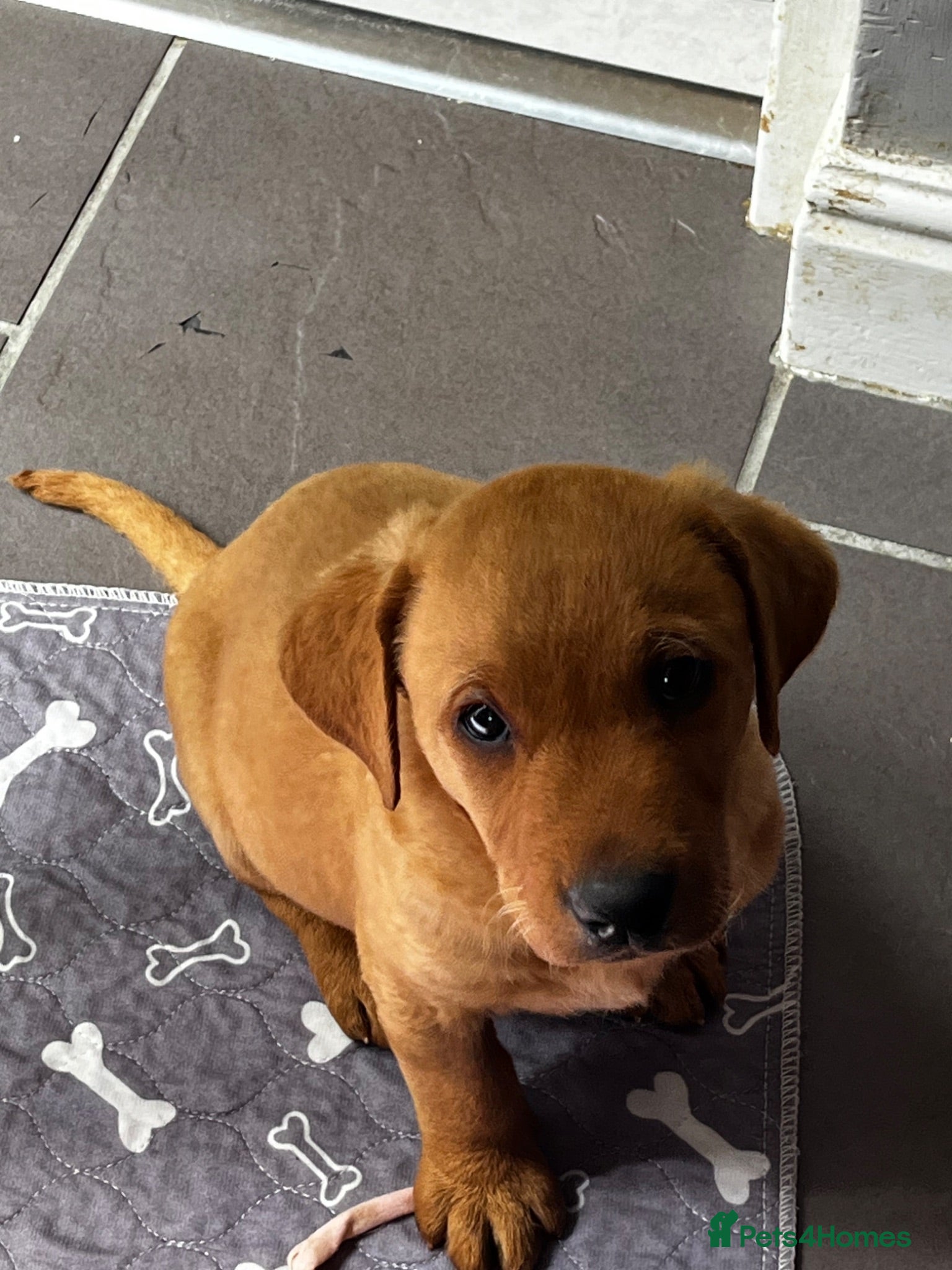 Labrador Retriever dogs Beautiful Labrador puppies - Advert 1