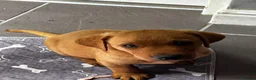 Labrador Retriever dogs for sale: Beautiful Labrador puppies - Advert 1