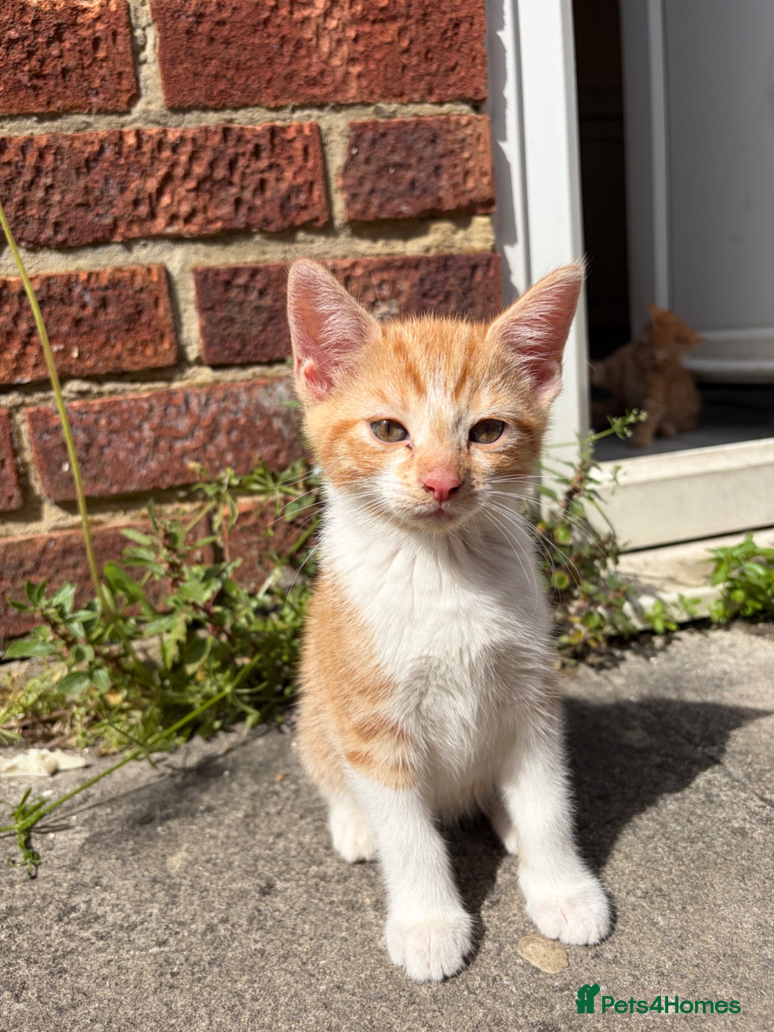 Mixed Breed cats for sale: Beautiful litter of kittens - Advert 6