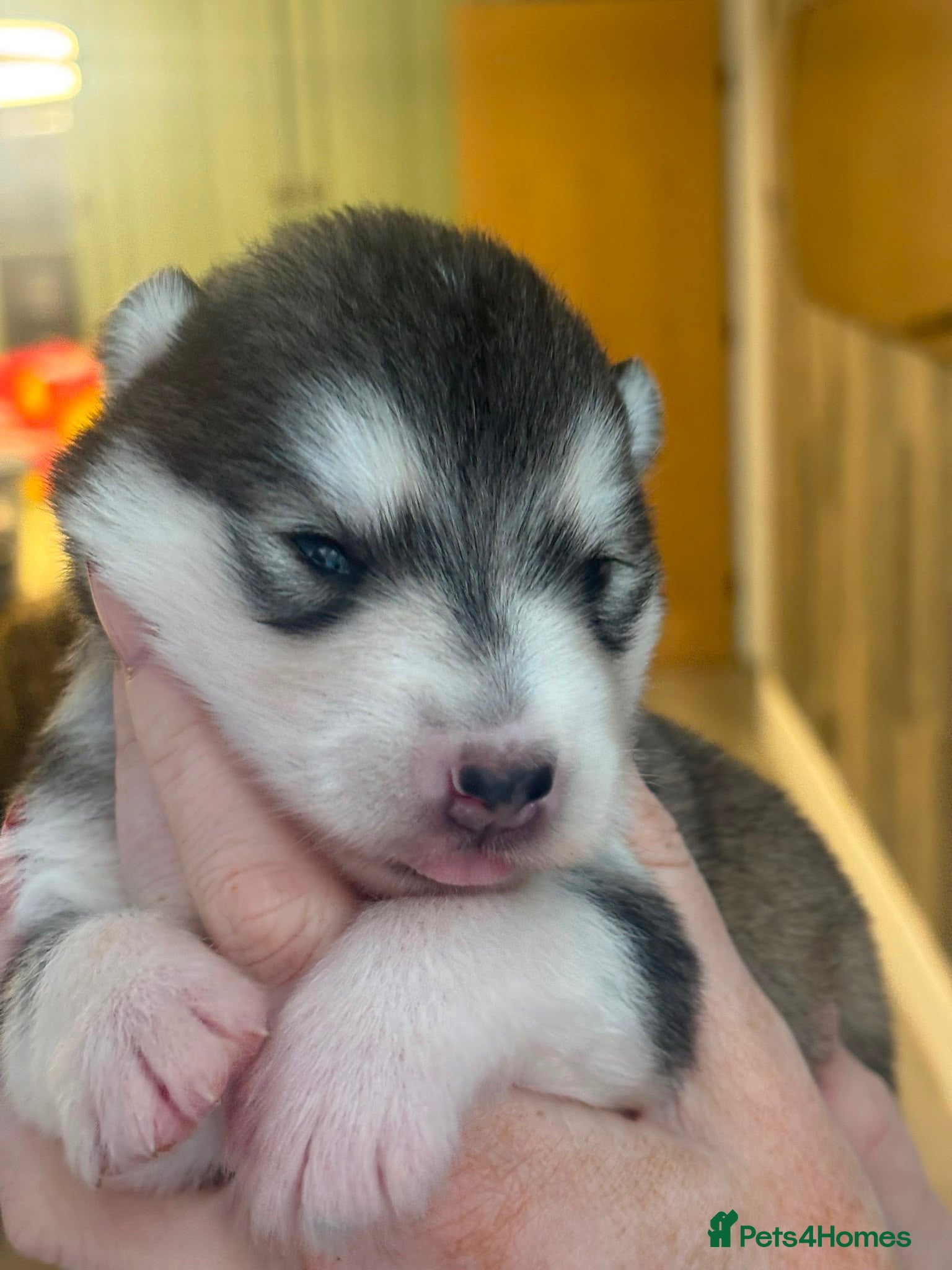Alaskan Malamute dogs Outstanding Champion Lines KC Malamute Pups  - Advert 1