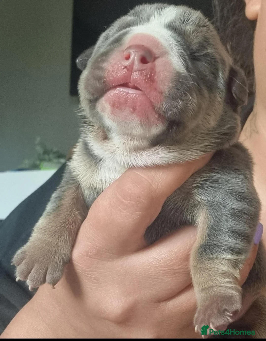 Olde English Bulldogge dogs for stud: NEBBR REGISTERED OLDE ENGLISH BULLDOGGE STUD in Worcester - Advert 16
